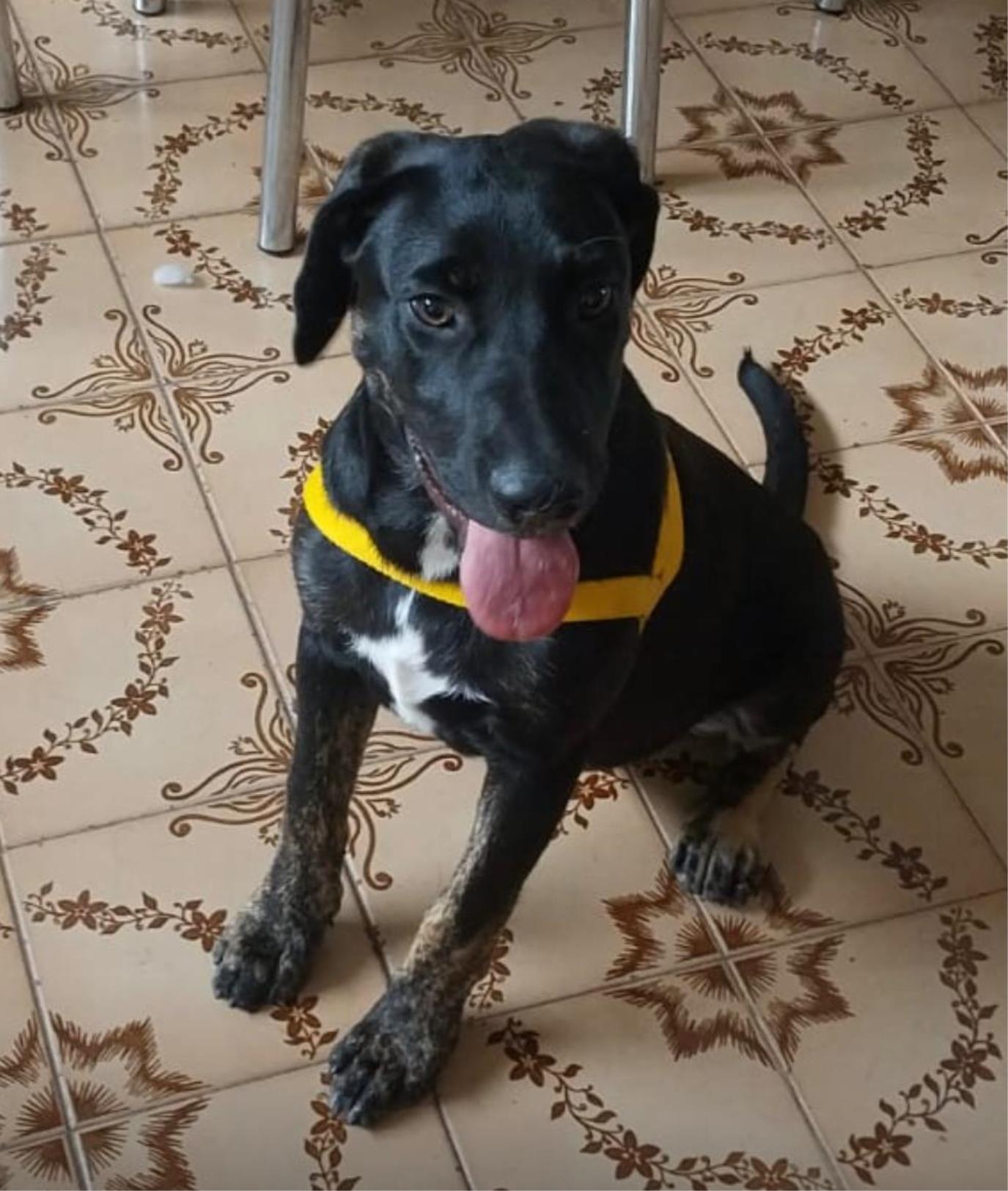 Município abre credenciamento para acolhimento de cães e gatos (1)