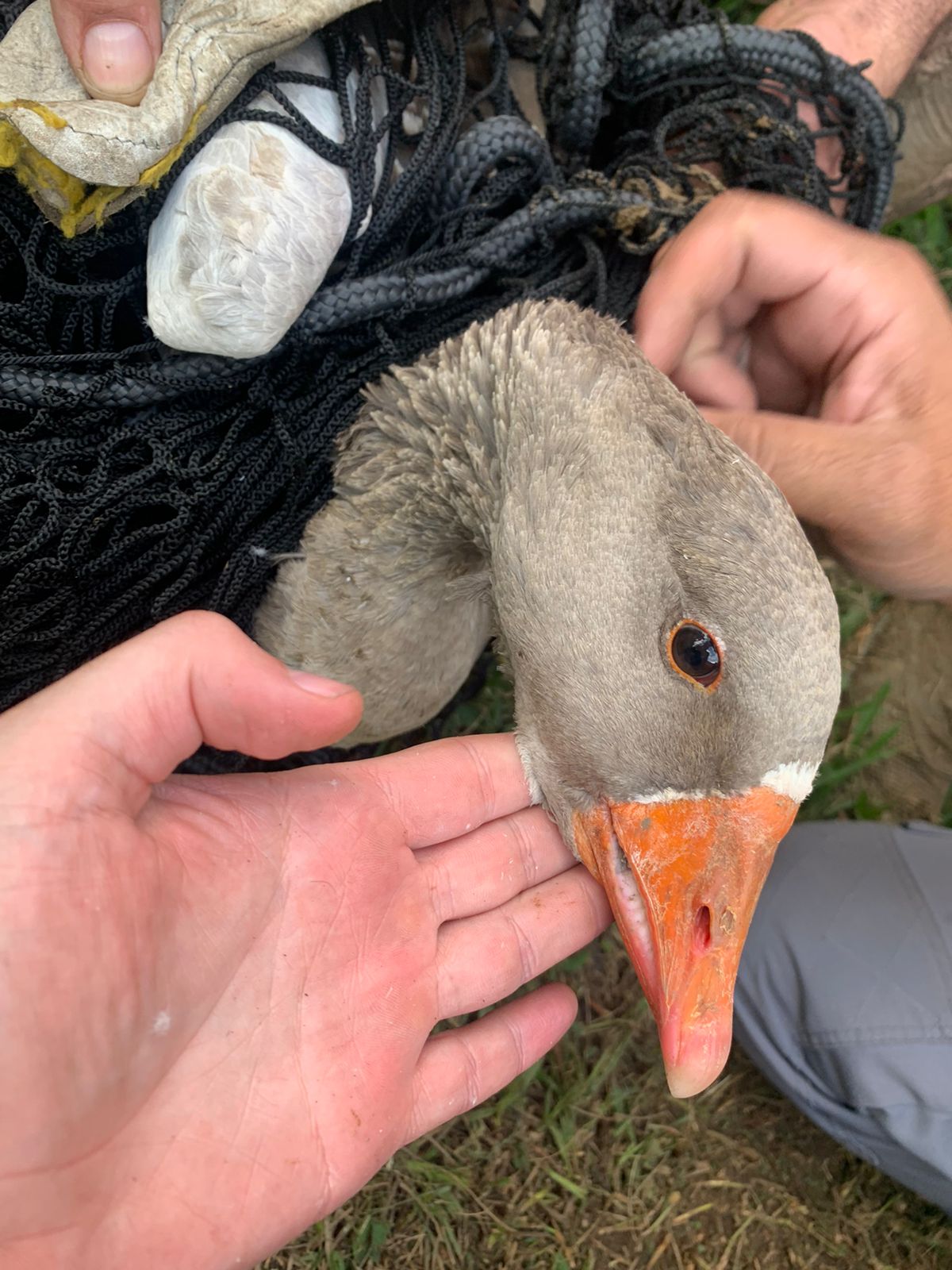 12.05.2023 Divis&atilde;o de Bem-Estar Animal resgata ganso e remove isca artificial presa em seu pesco&ccedil;o (2)