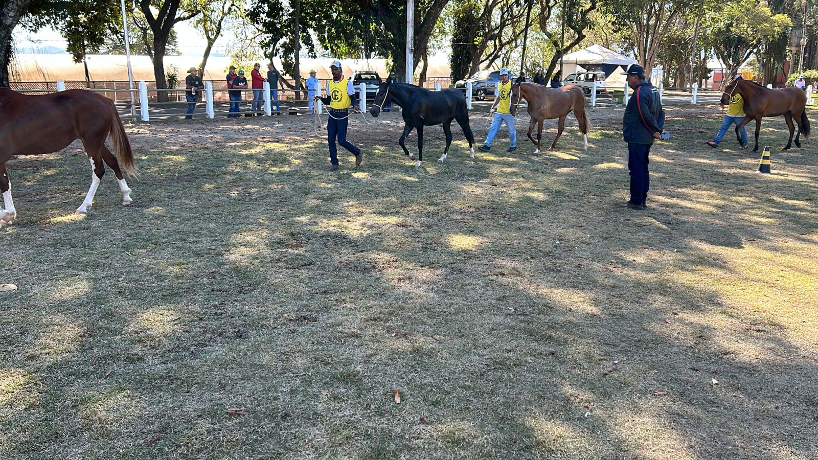 14ª Exposição Mangalarga Marchador em Bragança Paulista 3