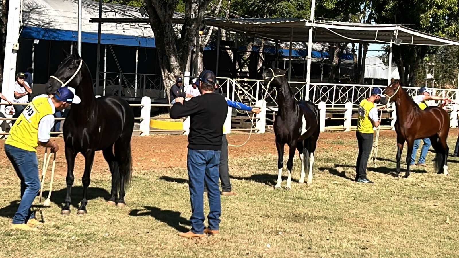 Exposi&ccedil;&atilde;o de Cavalos Mangalarga Marchador em Bragan&ccedil;a Paulista acontece at&eacute; s&aacute;bado (2206)