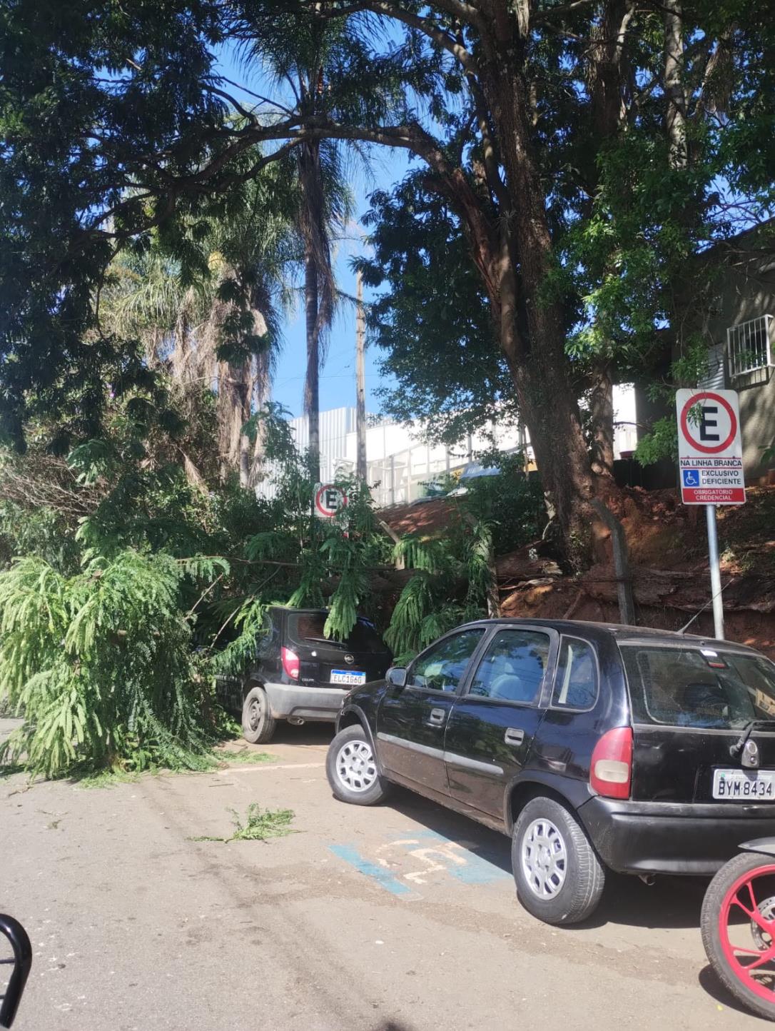 Ocorr&ecirc;ncia com queda de galho &eacute; registrada na Avenida S&atilde;o Francisco de Assis Foto 01