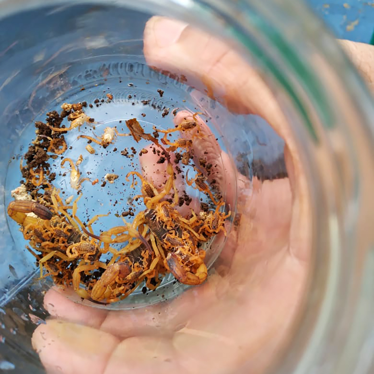 22.10.2021 Dedetização e limpeza no Cemitério da Saudade (1)