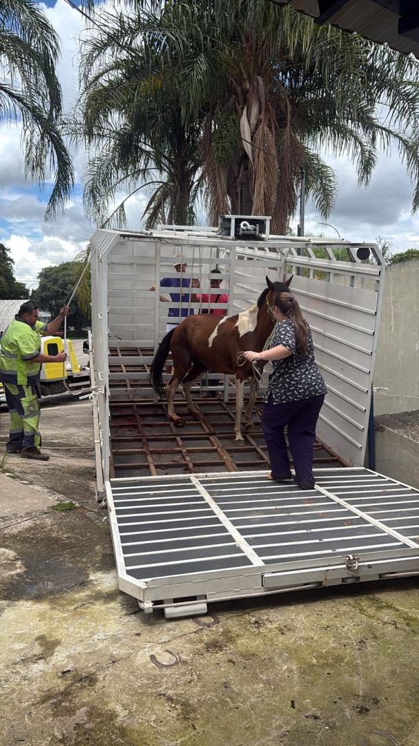 Secretaria Municipal do Meio Ambiente atrav&eacute;s da DIBEM atua em resgate de cavalo em ribeir&atilde;o e atendimento a &eacute;gua em via p&uacute;blica