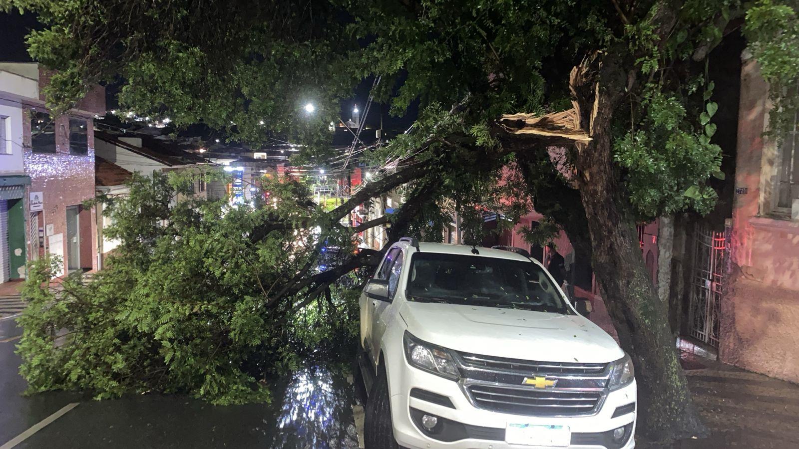 ávore aiu sobre um carro, mas se apoiou no chão não causando danos 2