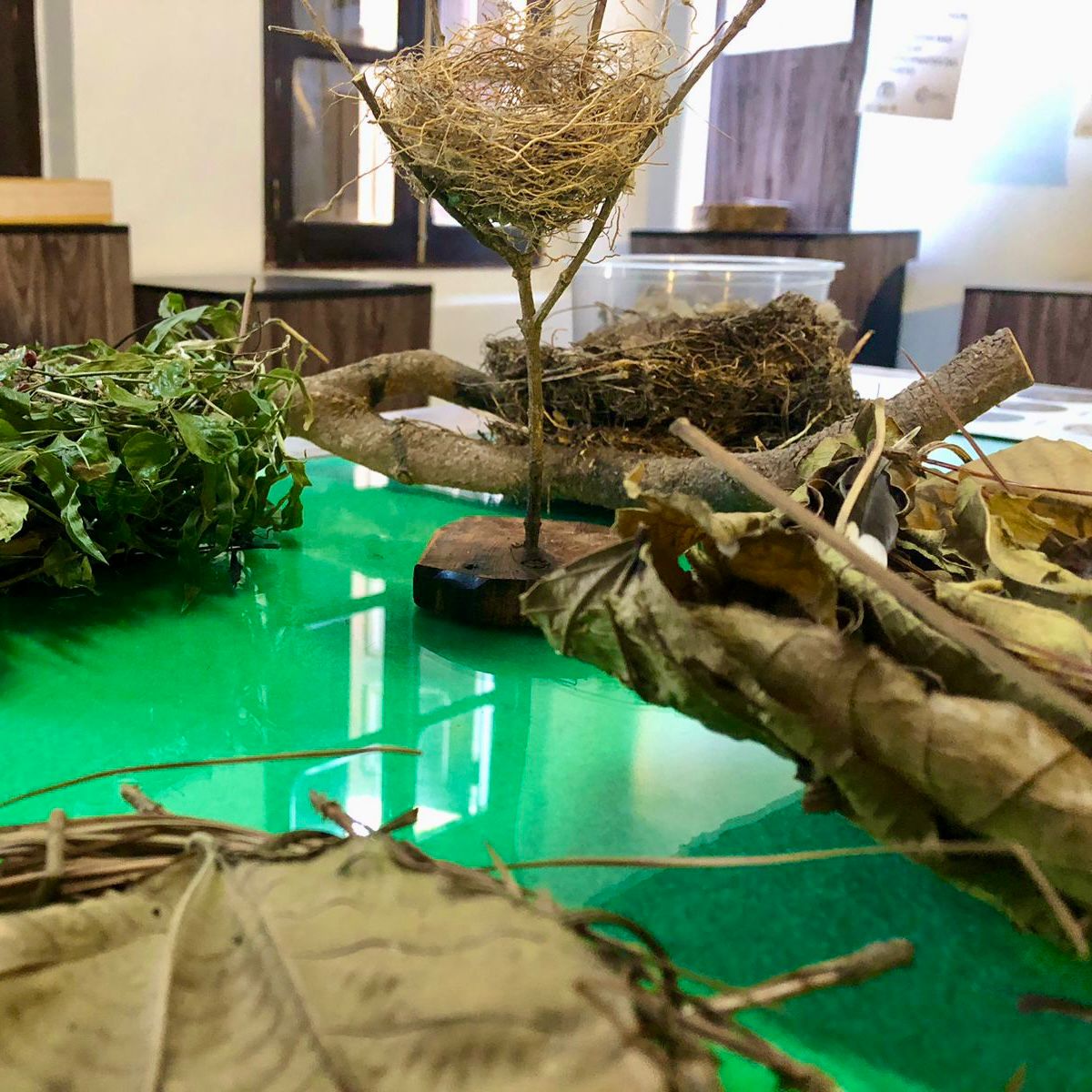 Mostra plantas e aves 01