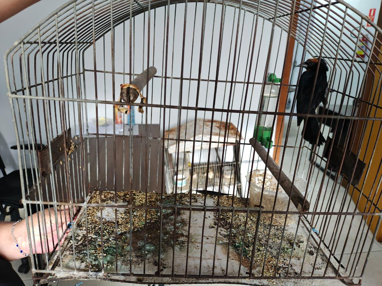 Aves silvestres são apreendidas no Santa Libânia após denúncia (1)