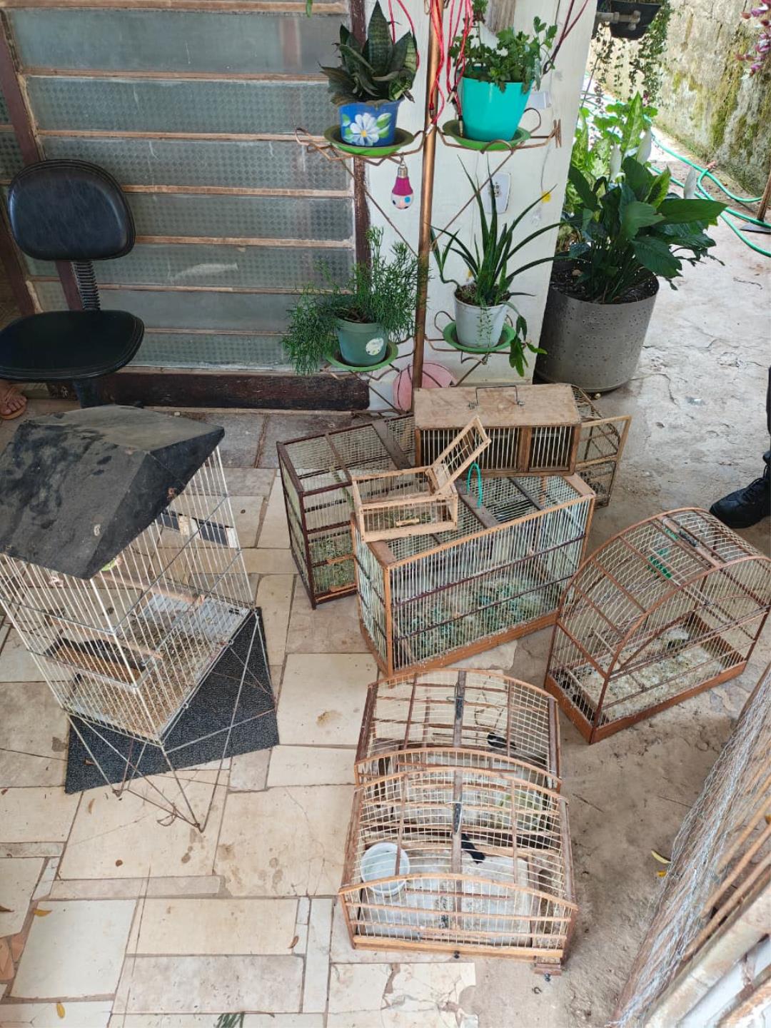 P&aacute;ssaros apreendidos s&atilde;o encaminhados para acolhimento Foto 01