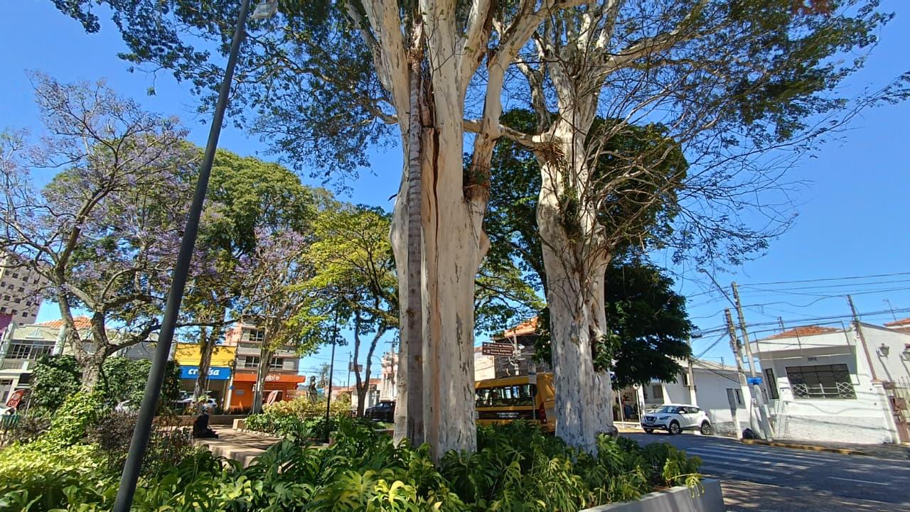 Secretaria de Servi&ccedil;os realiza retirada preventiva de &aacute;rvores na Pra&ccedil;a Jos&eacute; Bonif&aacute;cio (2)