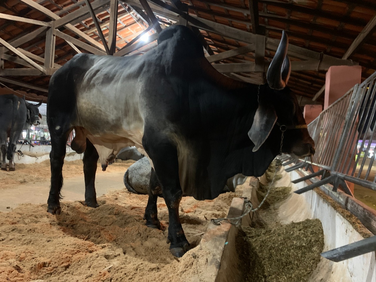 11.05.2022 Exposi&ccedil;&atilde;o de Animais Posto de Monta (1)