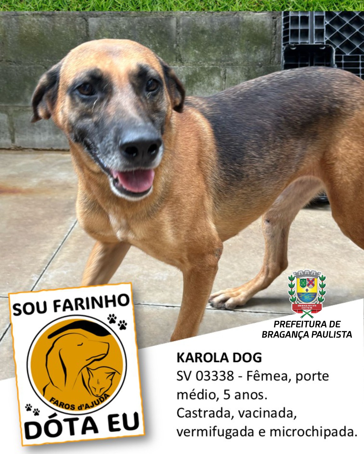 Adotar um animal de estimação é um ato de amor e responsabilidade (1)