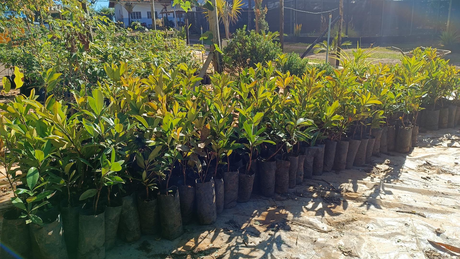 Bragan&ccedil;a Paulista recebe 10 mil mudas como compensa&ccedil;&atilde;o ambiental e avan&ccedil;o no plano de arboriza&ccedil;&atilde;o urbana (3)