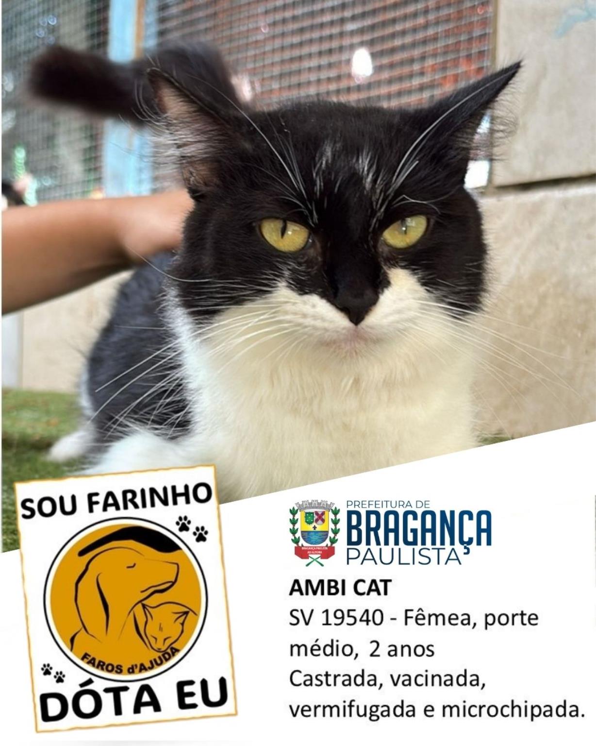 Confira os animais que est&atilde;o esperando um novo lar no Canil Municipal (1)