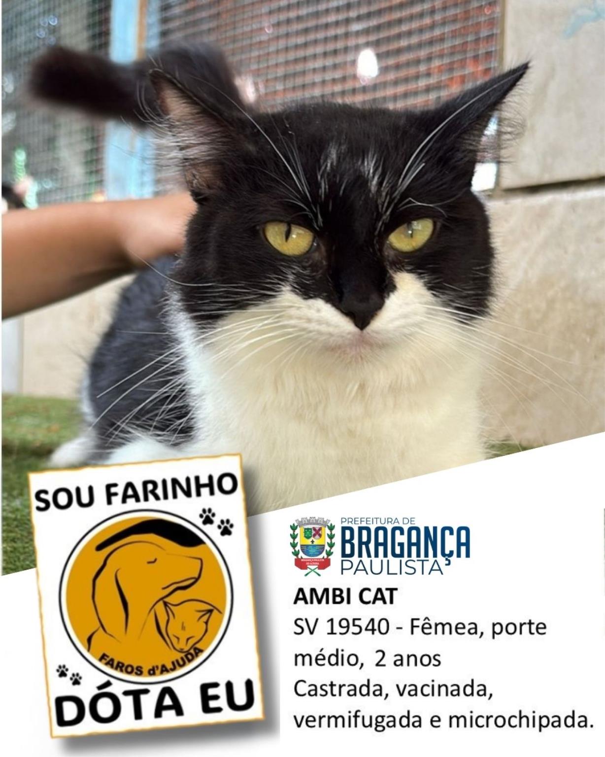 Confira os animais que est&atilde;o esperando um novo lar no Abrigo Municipal (1)