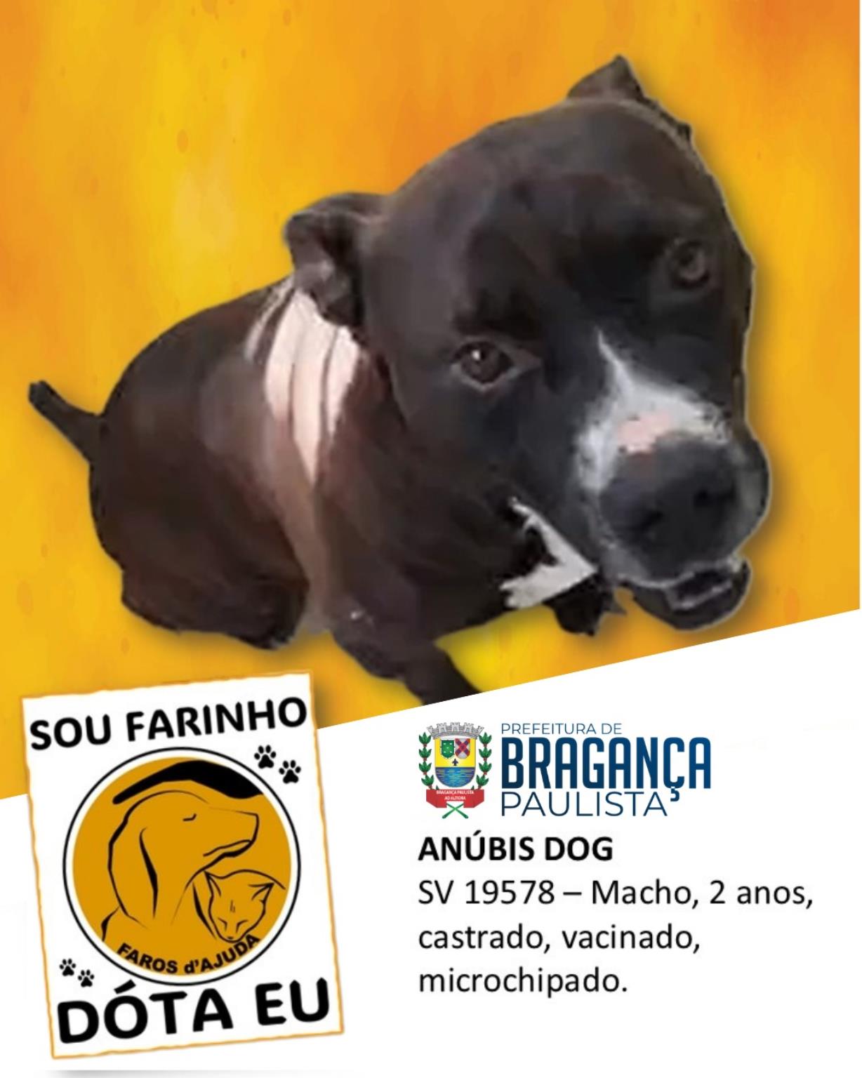 Mais do que adoção, um compromisso de amor (11)