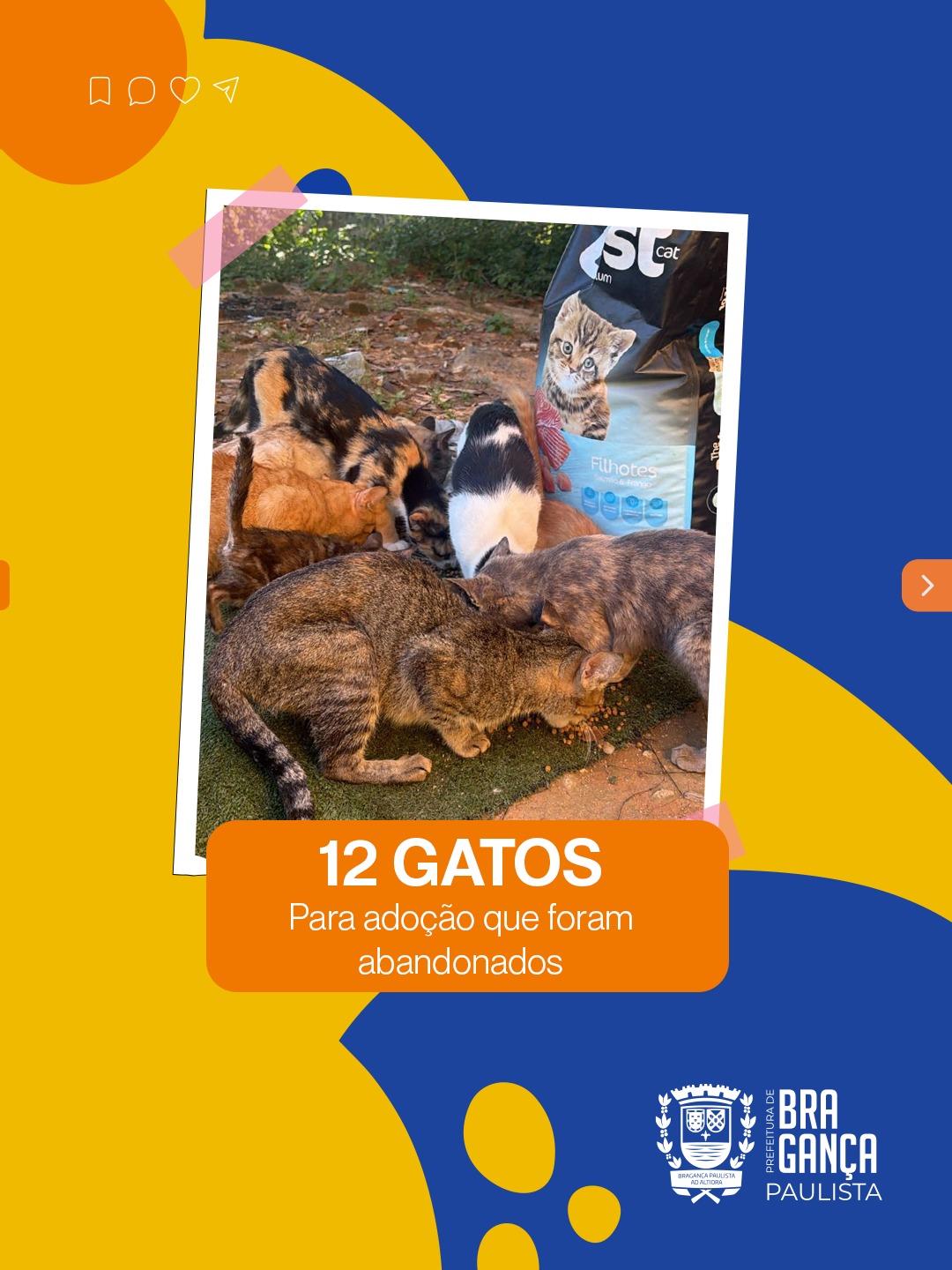 Hist&oacute;rias de cuidado e ado&ccedil;&atilde;o marcam o Programa PSA Animal - Lar Tempor&aacute;rio 14