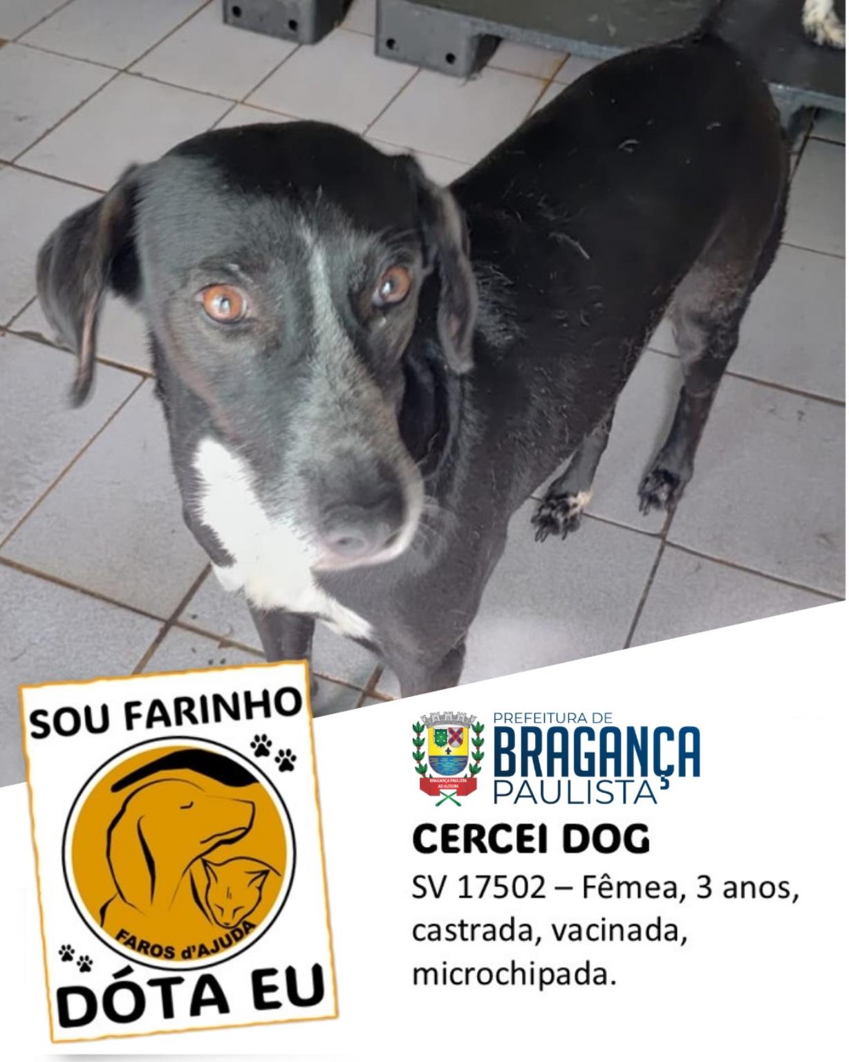 Mais do que adoção, um compromisso de amor (1)