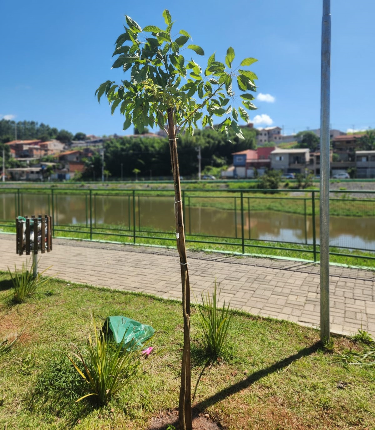 Bragan&ccedil;a Paulista fortalece arboriza&ccedil;&atilde;o urbana por meio de compensa&ccedil;&atilde;o ambiental