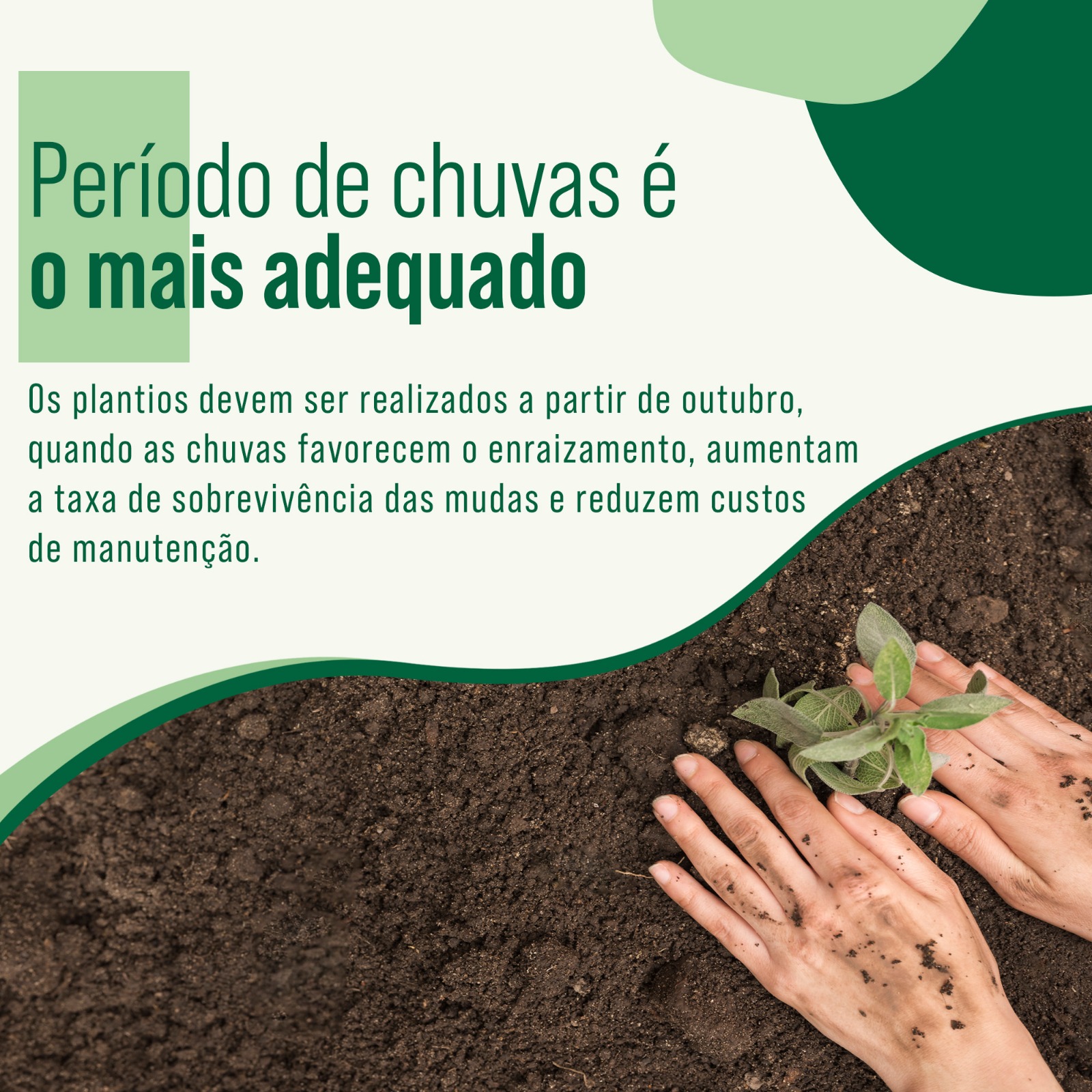 2-Prefeitura de Bragança Paulista convoca munícipes para plantio de árvores e reforça  (1)