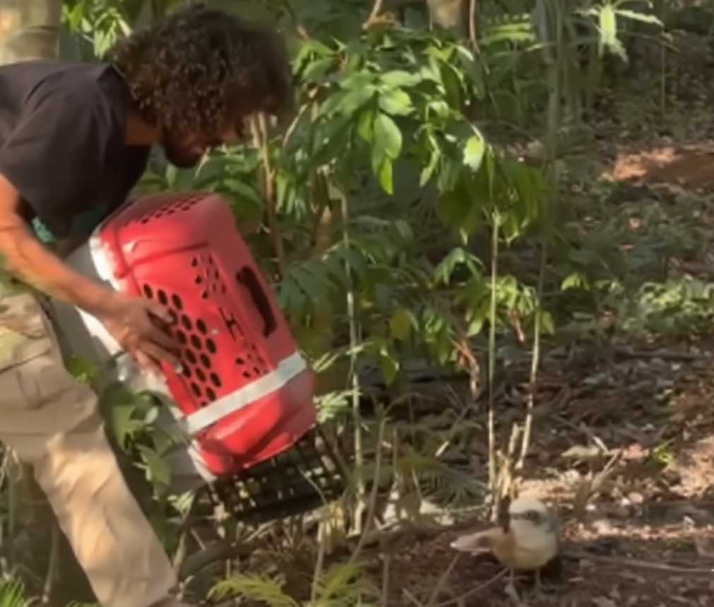 Prefeitura de Bragan&ccedil;a Paulista realiza reintrodu&ccedil;&atilde;o de animais silvestres na natureza (2)