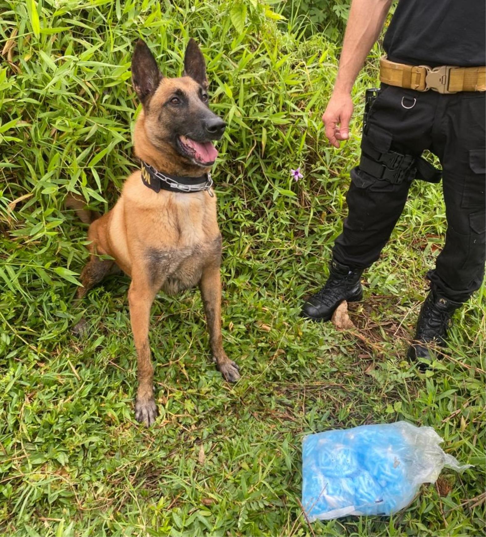 Canil da Prefeitura apoia opera&ccedil;&atilde;o de apreens&atilde;o de drogas em Bragan&ccedil;a Paulista (2)