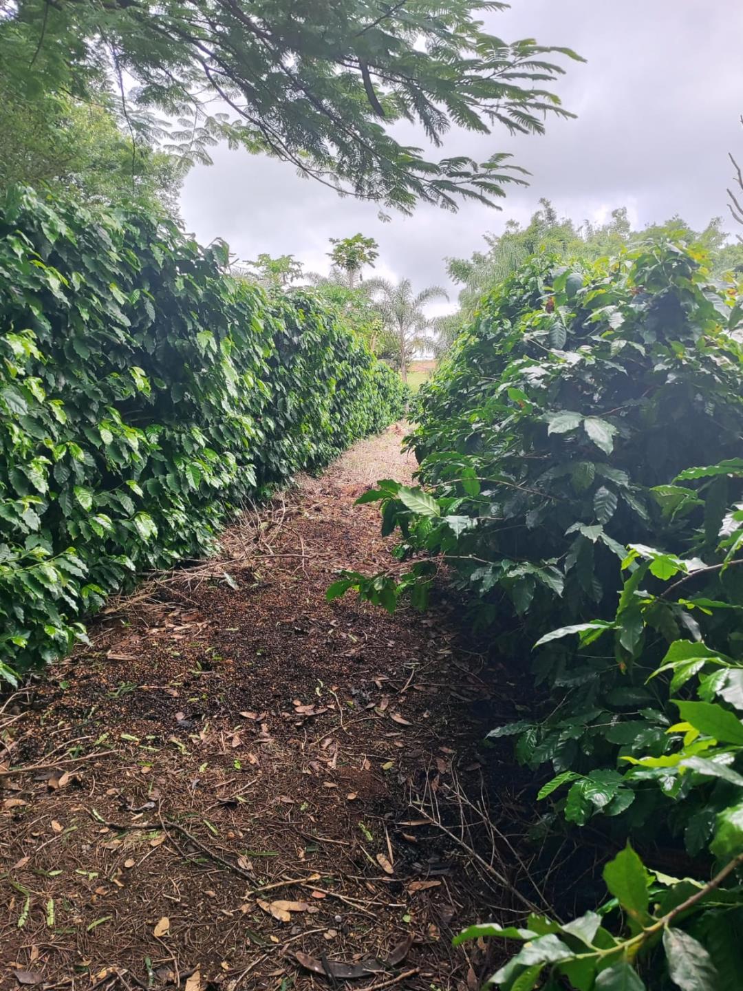 &Eacute; coisa nossa caf&eacute;s bragantinos s&atilde;o premiados em concurso estadual Cafezal 2