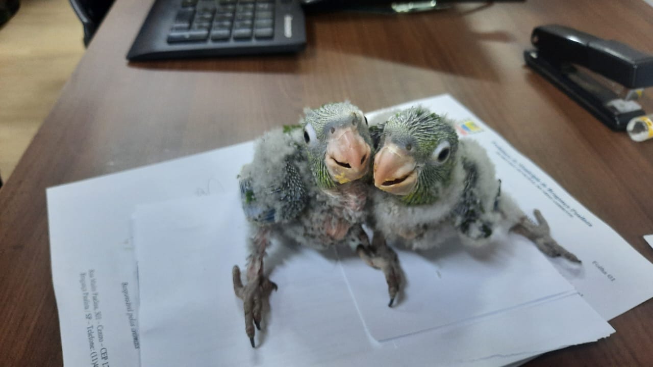 Secretaria Municipal do Meio Ambiente atua no resgate e prote&ccedil;&atilde;o da fauna silvestre (3)