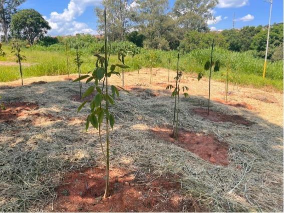 Secretaria Municipal de Meio Ambiente amplia arboriza&ccedil;&atilde;o com plantio de 60 mudas no Jardim S&atilde;o Miguel (2)