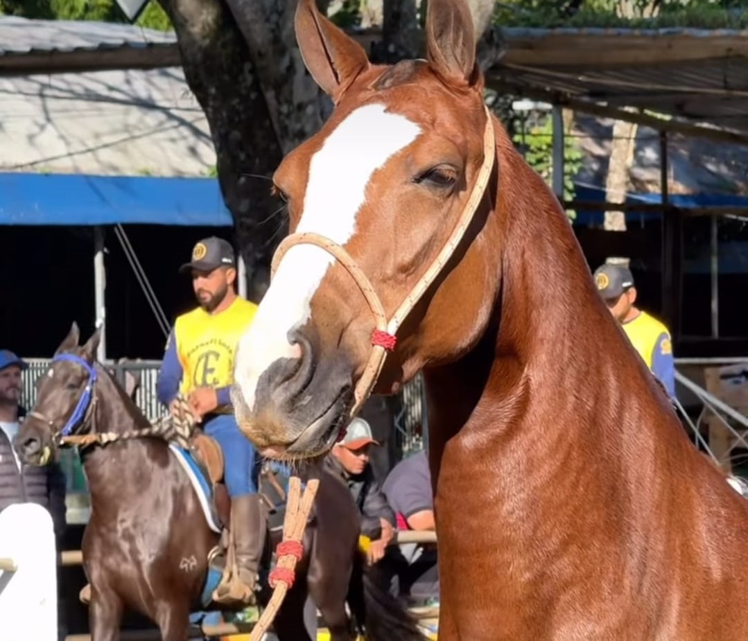 Bragan&ccedil;a Paulista sediou Exposi&ccedil;&atilde;o Especializada do Cavalo Mangalarga Marchador (3)