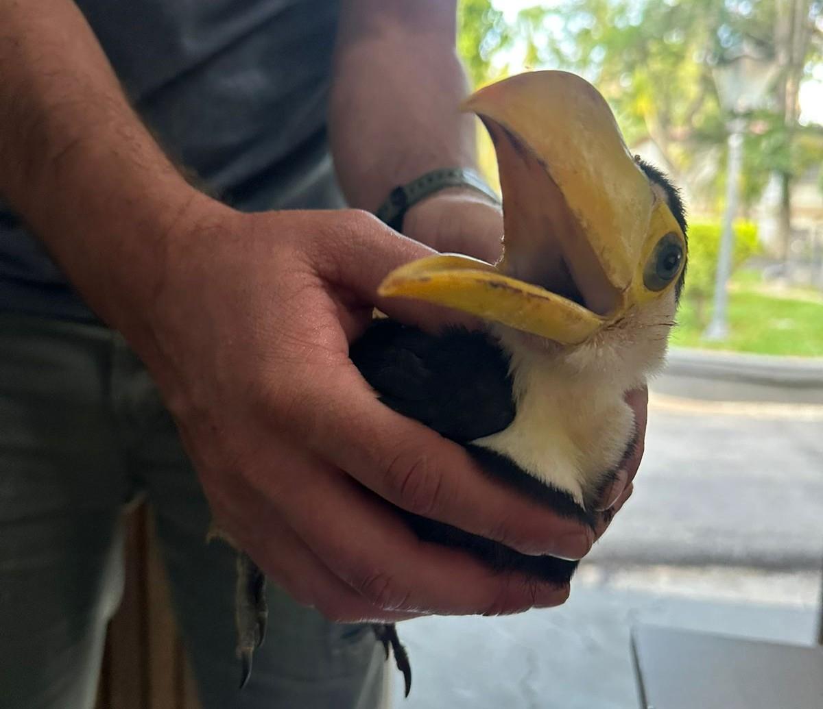 Bragança Paulista reforça ações de proteção à fauna com resgates de animais silvestres (4)