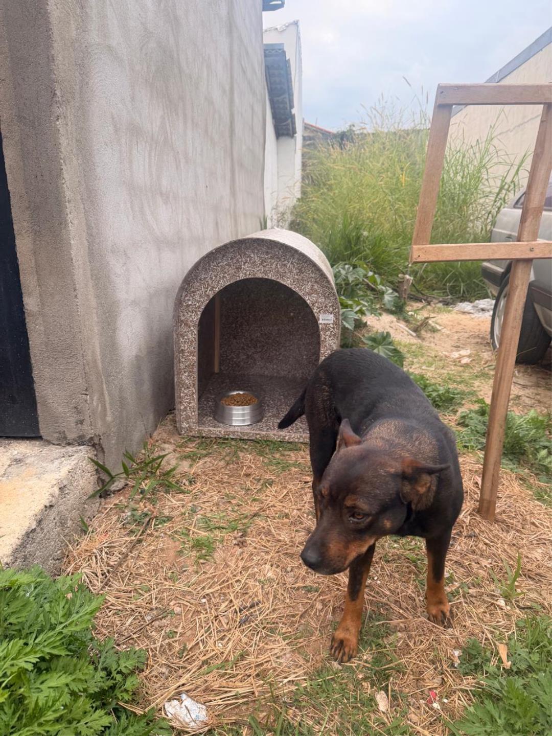 Mais conforto e prote&ccedil;&atilde;o para a Princesa com apoio do Selo Amigo dos Animais 02