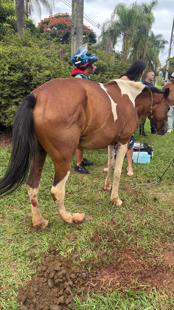 Secretaria Municipal do Meio Ambiente atrav&eacute;s da DIBEM atua em resgate de cavalo em ribeir&atilde;o e atendimento a &eacute;gua em via p&uacute;blica (2)