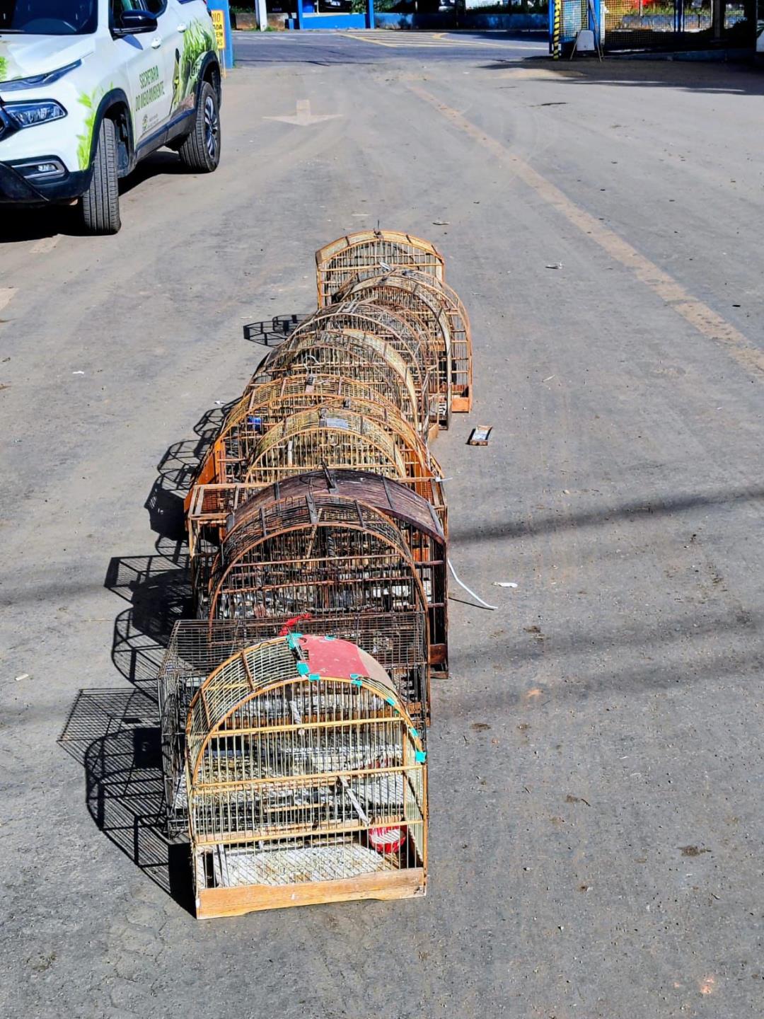 Destruição de gaiolas reforça combate ao cativeiro ilegal de aves silvestres 02