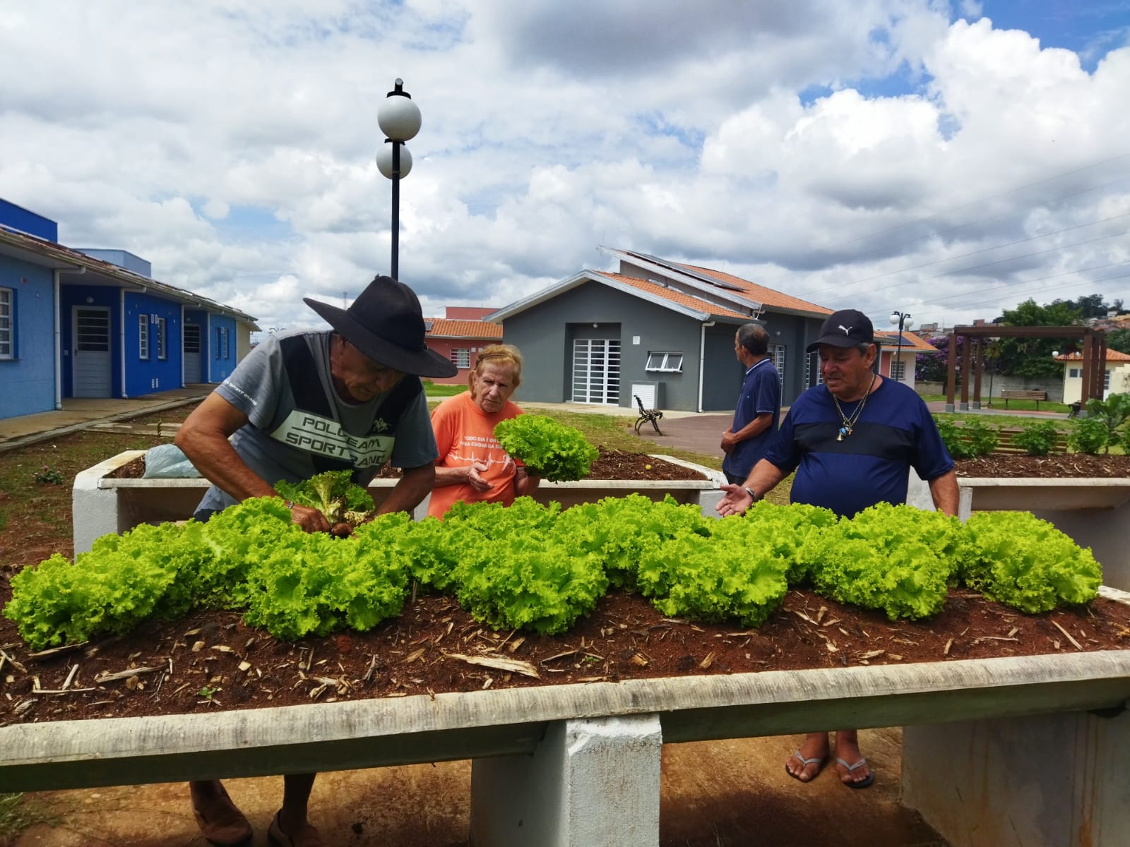 Idosos do Programa Vida Longa participam de atividades de plantio e colheita de hortaliças