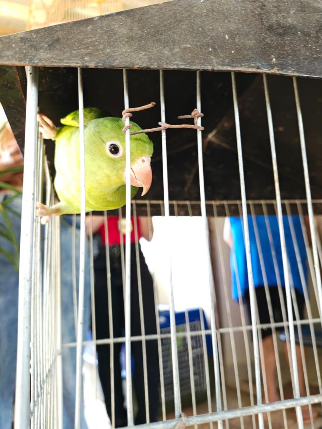 P&aacute;ssaros apreendidos s&atilde;o encaminhados para acolhimento Foto 02