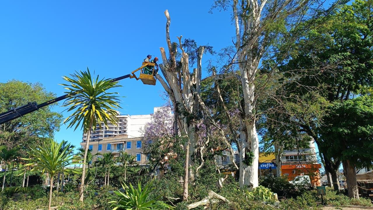 Secretaria de Servi&ccedil;os realiza retirada preventiva de &aacute;rvores na Pra&ccedil;a Jos&eacute; Bonif&aacute;cio (3)