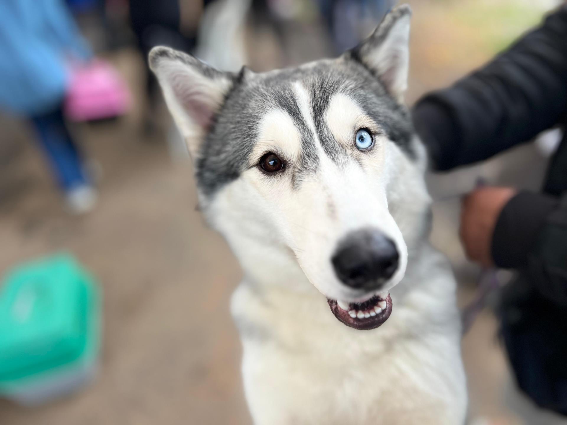 Bragança Paulista amplia controle populacional de animais com mais uma ação do Castramóvel (3)