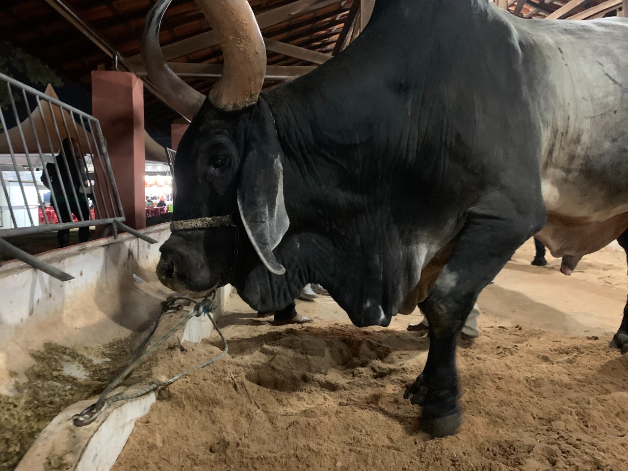 11.05.2022 Exposi&ccedil;&atilde;o de Animais Posto de Monta (2)