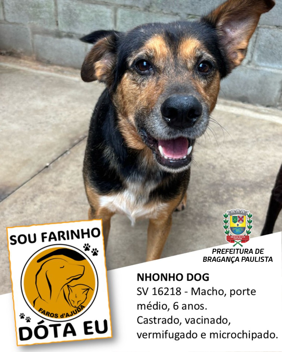 Adotar um animal de estimação é um ato de amor e responsabilidade (2)