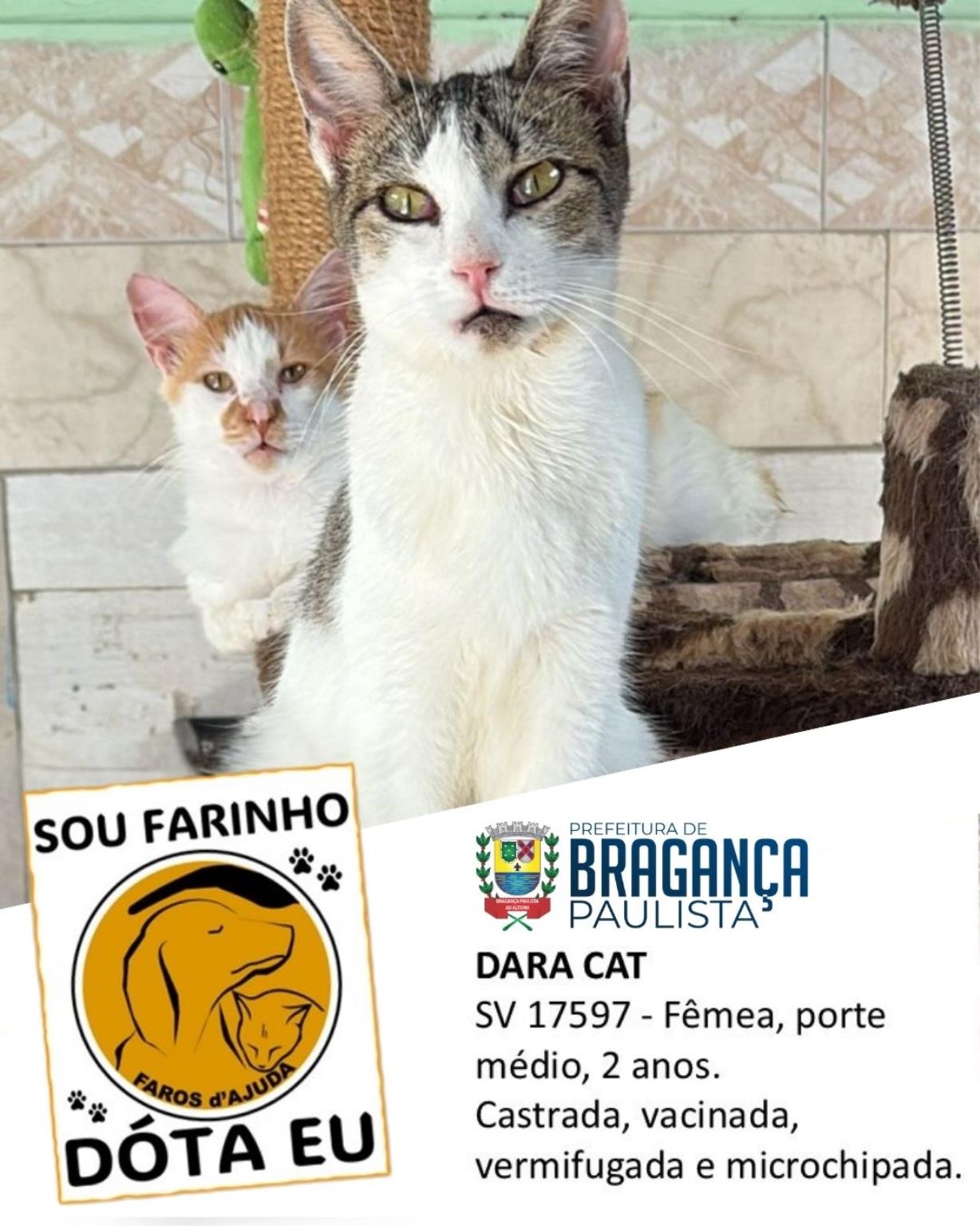 Confira os animais que est&atilde;o esperando um novo lar no Canil Municipal (2)