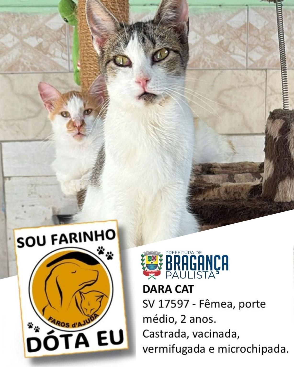 Confira os animais que est&atilde;o esperando um novo lar no Abrigo Municipal (2)