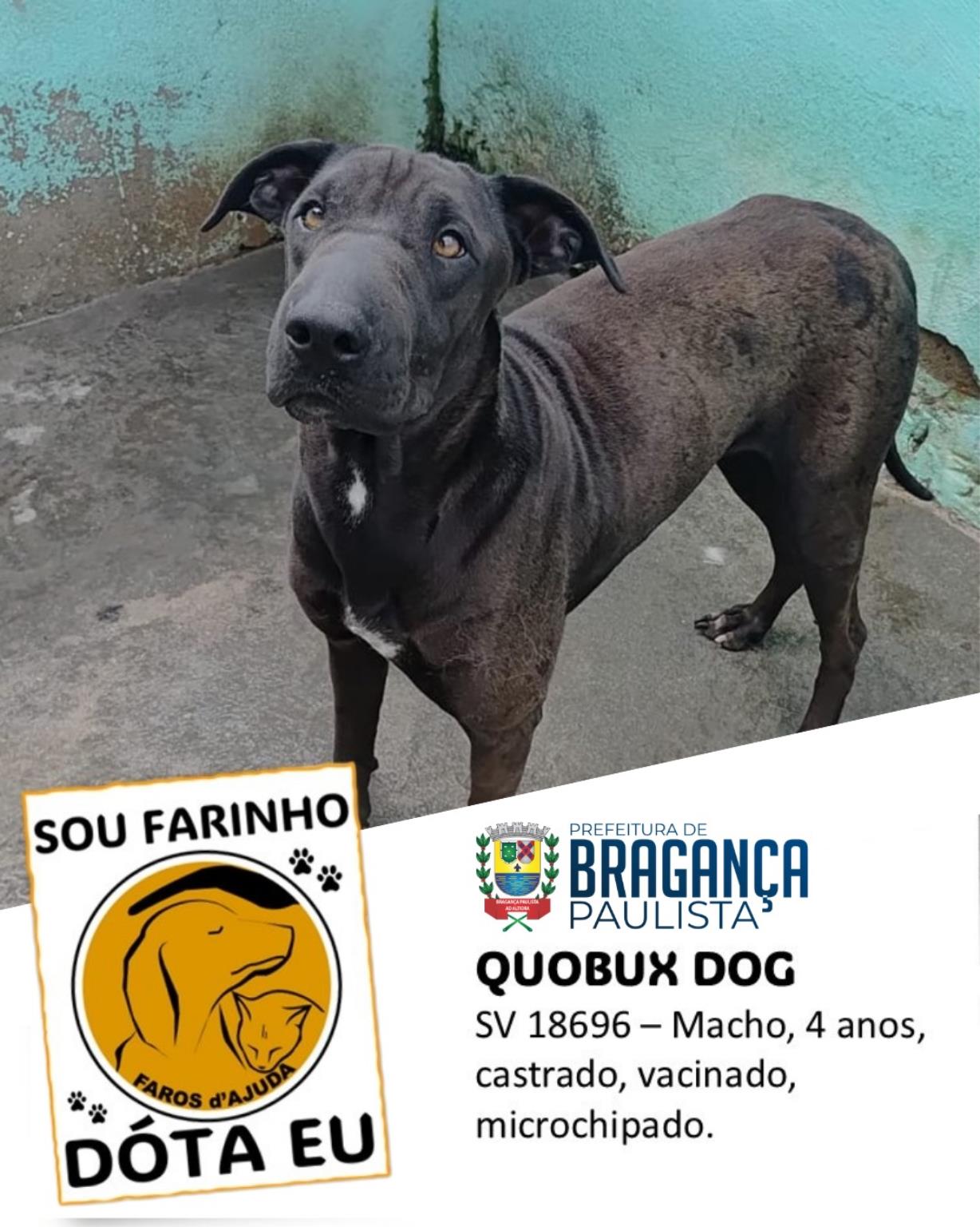 Mais do que adoção, um compromisso de amor (2)