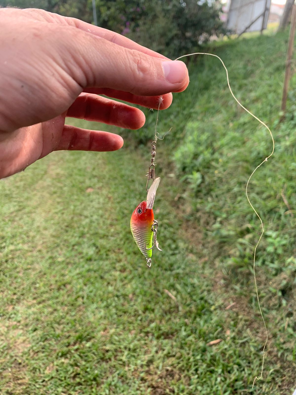 12.05.2023 Divis&atilde;o de Bem-Estar Animal resgata ganso e remove isca artificial presa em seu pesco&ccedil;o (5)