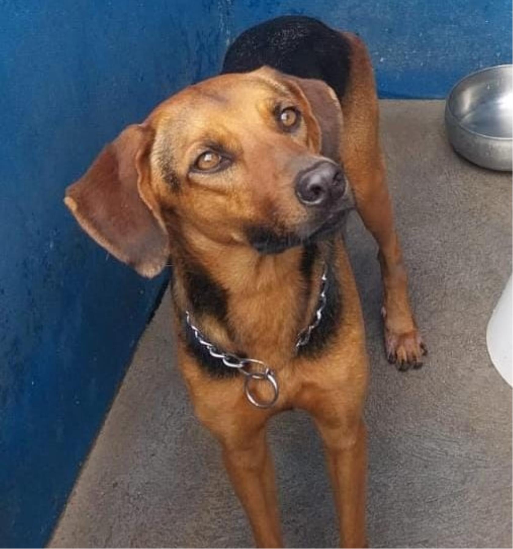 Voc&ecirc; pode oferecer um Lar Tempor&aacute;rio para a Bibi