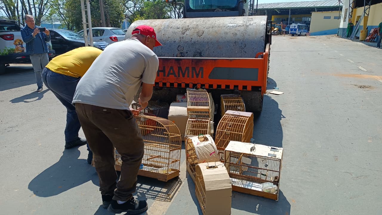 A&ccedil;&atilde;o conjunta entre Prefeitura e Pol&iacute;cia Civil resgata 60 aves da fauna nativa mantidas