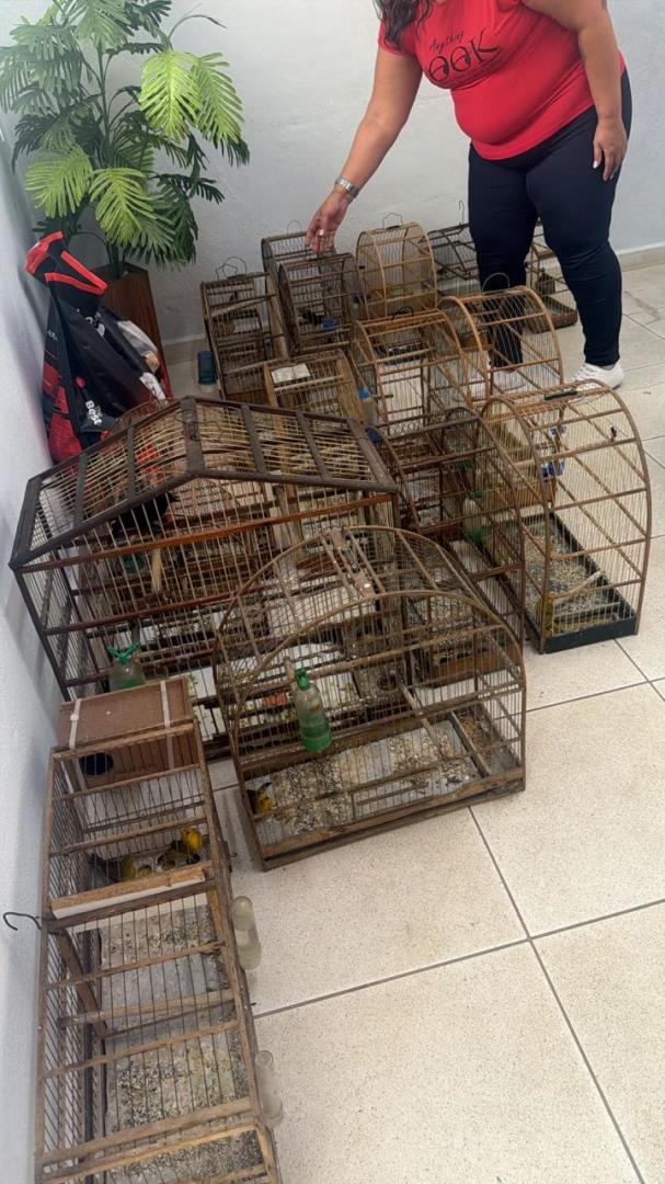 Destruição de gaiolas reforça combate ao cativeiro ilegal de aves silvestres 03