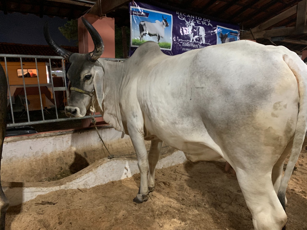 VEM AÍ A 55ª EXPOAGRO E 28ª FESTA DO PEÃO DE BOIADEIROS DE BRAGANÇA  PAULISTA - Prefeitura de Bragança Paulista