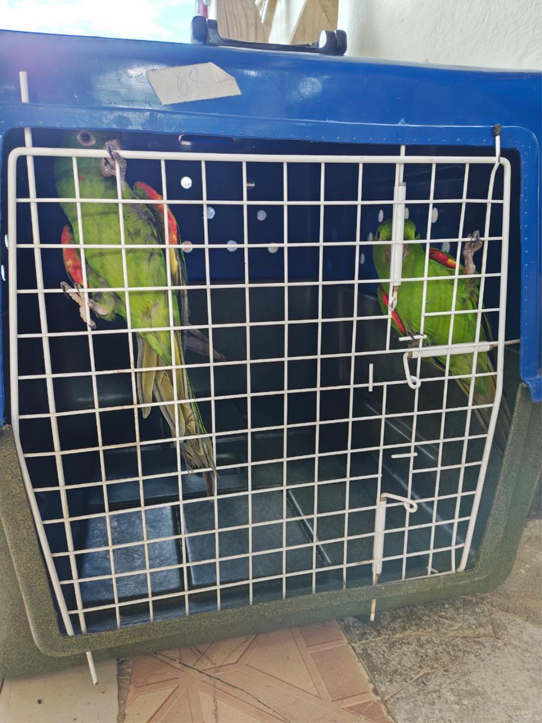 P&aacute;ssaros apreendidos s&atilde;o encaminhados para acolhimento Foto 03