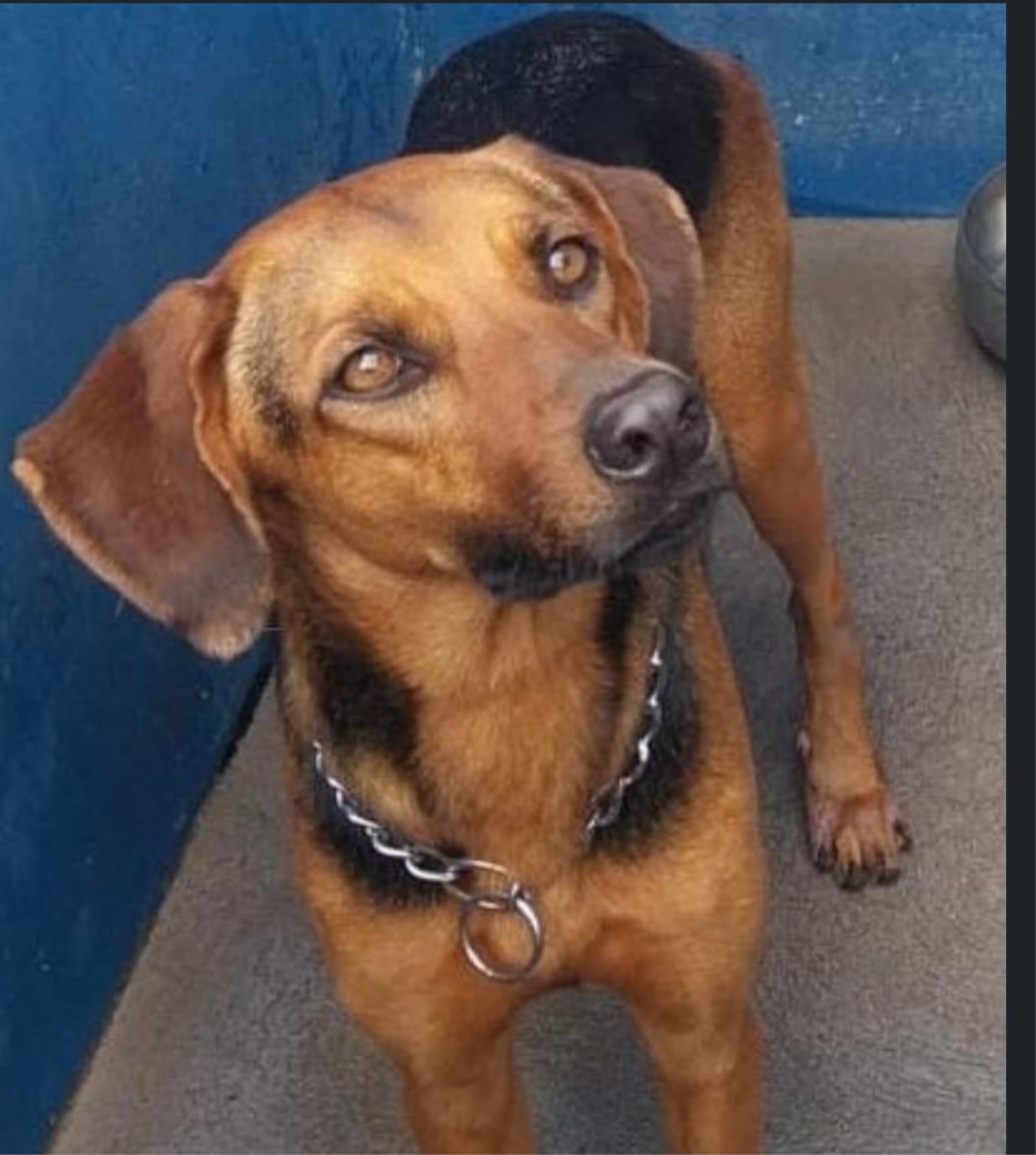 Programa PSA Animal abre portas para novas hist&oacute;rias de cuidado e ado&ccedil;&atilde;o Foto 03
