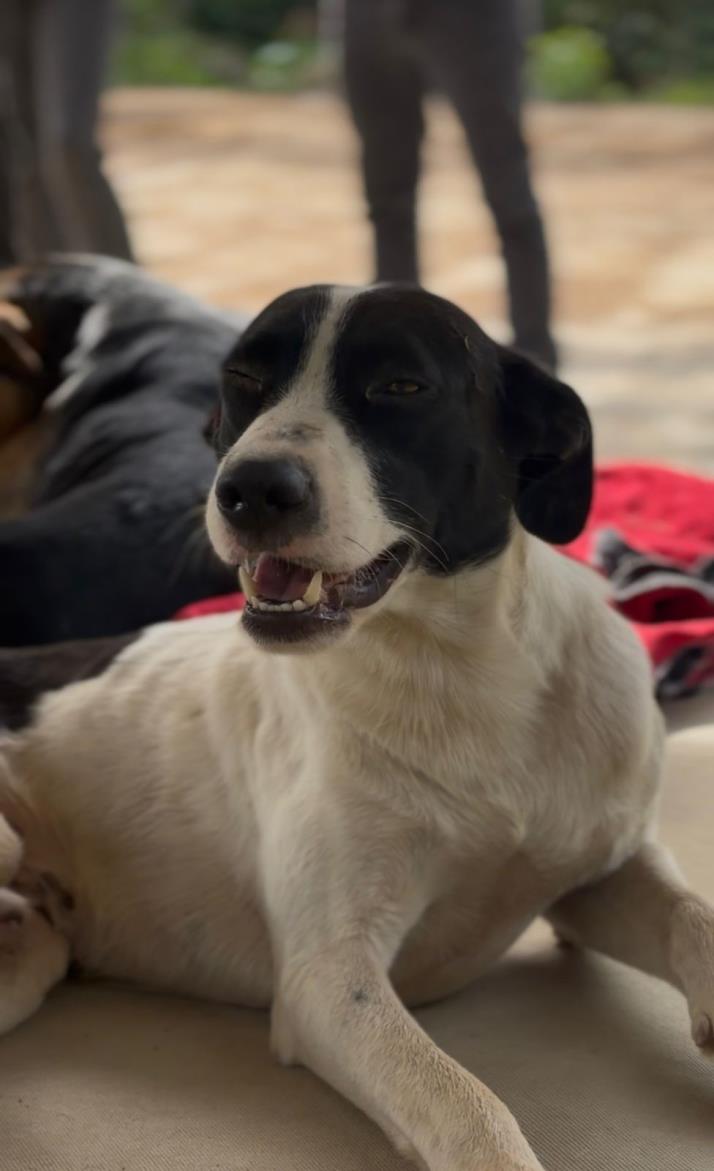 C&atilde;es comunit&aacute;rios recebem casinhas por meio do Projeto Selo Amigo dos Animais Foto 03