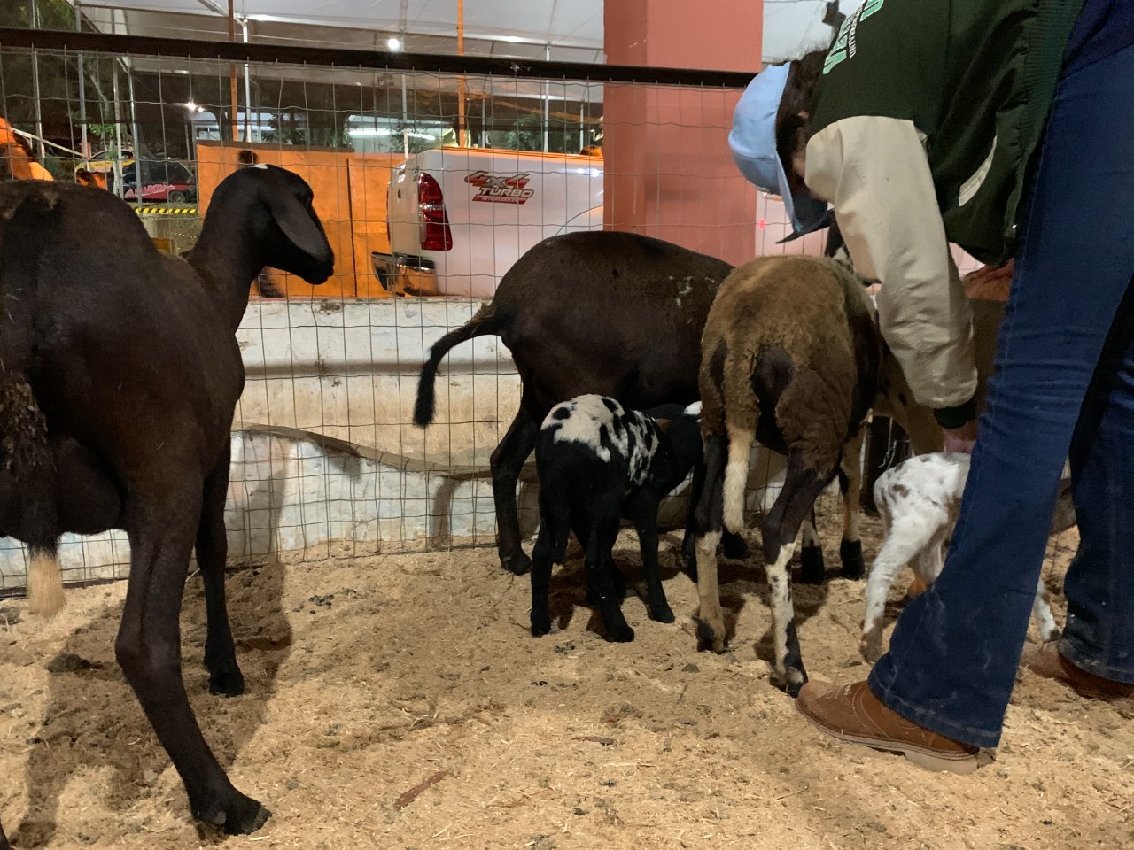 11.05.2022 Exposi&ccedil;&atilde;o de Animais Posto de Monta (3)